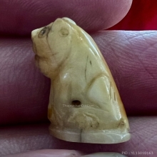 เขี้ยวเสือแกะ มีจารย์ตัวเล็ก เก่าดีสวยสมบูรณ์