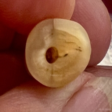 เขี้ยวเสือแกะ มีจารย์ตัวเล็ก เก่าดีสวยสมบูรณ์