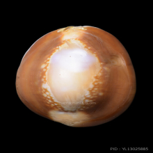 เบี้ยแก้ หลวงพ่อคำ วัดโพธิ์ปล้ำ จ.อ่างทอง