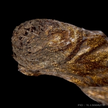 ตะกรุดหนังหน้าผากเสือ หลวงพ่อจง วัดหน้าต่างนอก