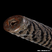 ตะกรุดหลวงพ่อเงิน วัดบางคลาน จ.พิจิตร