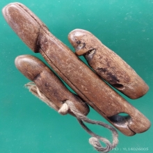 ปลัดขิกไม้แกะ ยาว 3 - 6 ซม.