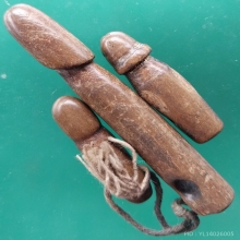 ปลัดขิกไม้แกะ ยาว 3 - 6 ซม.