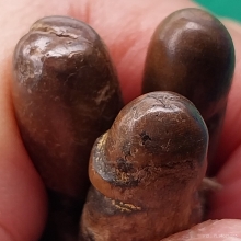 ปลัดขิกไม้แกะ ยาว 3 - 6 ซม.