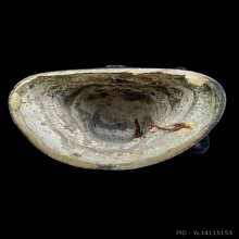 พระพิฆเนศ ปี2537 เนื้อเงิน100% 3นิ้ว