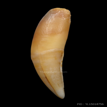 เขี้ยวเสือโปร่งฟ้า หลวงพ่อเปิ่น วัดบางพระ