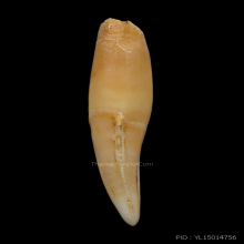 เขี้ยวเสือโปร่งฟ้า หลวงพ่อเปิ่น วัดบางพระ