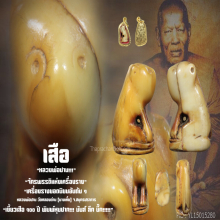 ”เสือ“ (พิมพ์หุบปาก) หลวงพ่อปาน วัดคลองด่าน จ.สมุทรปราการ