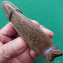 ปลัดขิกเขาควายเผือกอุดกริ่ง ยาว 3 นิ้ว