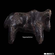 วัวธนูพอกครั่งหลวงพ่อน้อย วัดศีรษะทอง จ.นครปฐม หายากมาก