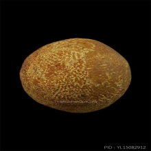 ลูกอมผงธูปกรรมฐาน พ่อท่านคลิ้ง ตัวหนอนคม สวยมากๆ