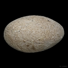 ลูกอมมหากันหลวงพ่อคง วัดบางกระพ้อม