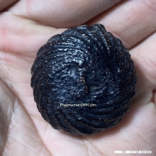 1ในสุดยอดเบญจภาคีเบี้ยแก้ เบี้ยแก้หลวงพ่อภักตร์ วัดโบสถ์