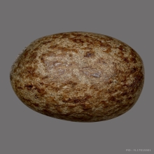 ลูกอมหลวงพ่อปาน วัดบางนมโค ( พิเศษเห็นเม็ดผงวิเศษเยอะ )