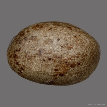 ลูกอมหลวงพ่อปาน วัดบางนมโค ( พิเศษเห็นเม็ดผงวิเศษเยอะ )