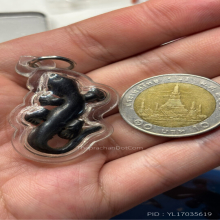 จิ้งจกหลวงปู่หน่าย ไม้งิ้วดำยุคต้น+บัตรสมาคม