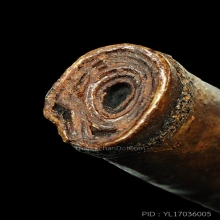 ตะกรุดหนังหน้าผากเสือ ลป.นาค วัดอรุณ ยาว 1.5 นื้ว