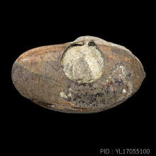 พระยอดธง ท่านพ่อลี วัดอโศการาม ปี2500 อุดผงพุทธคุณ