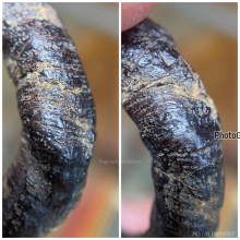 แหวนพิรอดหลวงพ่อม่วง วัดบ้านทวน