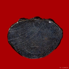 พระกริ่งหลังค่อม รุ่นแรก หลวงพ่อวิริยังค์ วัดธรรมมงคล ปี2510