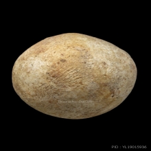 ลูกอมมหากัณฑ์หลวงพ่อคงวัดบางกะพ้อม