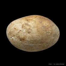 ลูกอมมหากัณฑ์หลวงพ่อคงวัดบางกะพ้อม