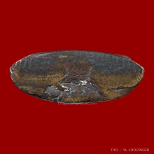 พระกริ่งหน้าไทย สมเด็จพระสังฆราช (แพ) วัดสุทัศน์ ปี 2482