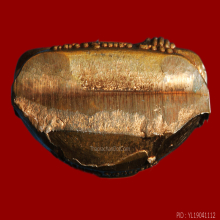 ปเหมือนปั้ม สะดุ้งกลับ หลวงปู่แผ้ว ปวโร วัดรางหมัน รุ่นแรก