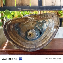 หลวงพ่อพระเจ้าองค์ตื้อ วัดศรีชมภูองค์ตื้อ จ.หนองคาย ปี 2539 