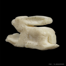 กระต่าย งาแกะ หลวงพ่อหอม วัดชากหมาก