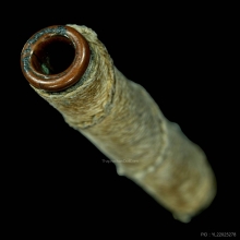 ตะกรุดคู่ชีวิตหลวงพ่อเตียง วัดเขารูปช้าง จ.พิจิตร