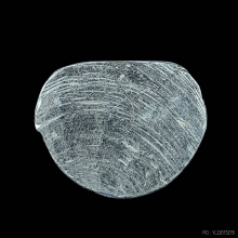 รูปเหมือนปั๊มหลวงพ่อเงิน ออกวัดวังจิก จ.พิจิตร ปี2515