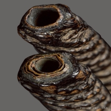 ตะกรุดอาจารย์แปลก ร้อยบาง วัดสะพานสูง