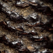 ตะกรุดอาจารย์แปลก ร้อยบาง วัดสะพานสูง