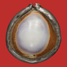 >>>..,เบี้ยแก้ หลวงพ่อนุ่ม วัดนางใน ไซด์เล็ก น่ารัก