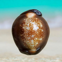 เบี้ยแก้ หลวงพ่อเกษม เขมโก รุ่นสุริยุปราคา ปี 38