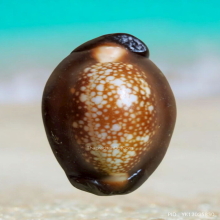 เบี้ยแก้ หลวงพ่อเกษม เขมโก รุ่นสุริยุปราคา ปี 38