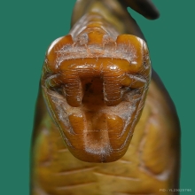 สิงห์ปากเจาะ ล.พ.เดิม วัดหนองโพ จ.นครสวรรค์