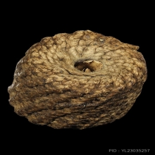 ตะกรุดพิศมรยุคต้น หลวงพ่อแก้ว ปี2450 ไม่ลงลัก เก่าจัดถึงยุค