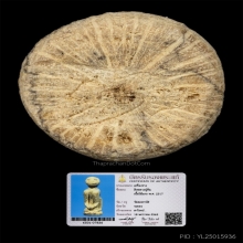 ลิงหลวงปู่ทิม วัดละหารไร่