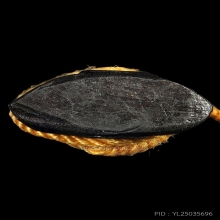 กริ่งหลวงพ่อโสธร วัดโสธรฯ เนื้อทองแดงรมดำ ปี2508 สภาพสวยมาก