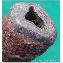 ตะกรุดโทน ลป.สุข วัดโพธิ์ทรายทอง เนื้อตะกั่ว ยาว 3.5 นิ้ว