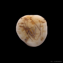 เสือหลวงพ่อแตง วัดอ่างศิลา จ.ชลบุรี