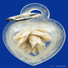 ดอกบานไม่รู้โรย หลวงพ่อแก้ว วัดหัวนา พร้อมเลี่ยมเดิม