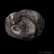 +บัตรการันตีพระ พระกริ่งคลองตะเคียน วัดประดู่ทรงธรรม