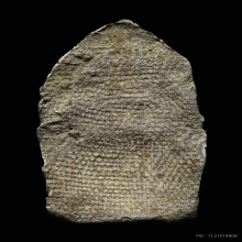 พระนาคปรกลูกยอ เนื้อชินเงิน กรุอาวาสน้อย จ.กำแพงเพชร