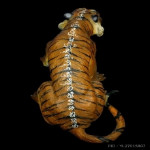 เสือมหาอำนาจ หลวงพ่อเปิ่น วัดบางพระ ปี 2544