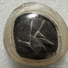 ผงคลุกรักเก่า ไม่ทราบที่