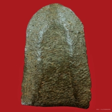 บัตรการันตีพระ พระรอด เนื้อเขียว วัดพระสิงห์ 2496