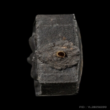 +บัตรสมาคม พระผงเสือนอนกินเนื้อดำ พระอาจารย์ต้อม